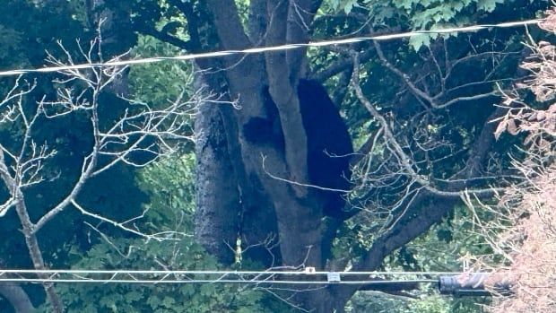 A small black bear with its paws wrapped around the trunk of a tree. 