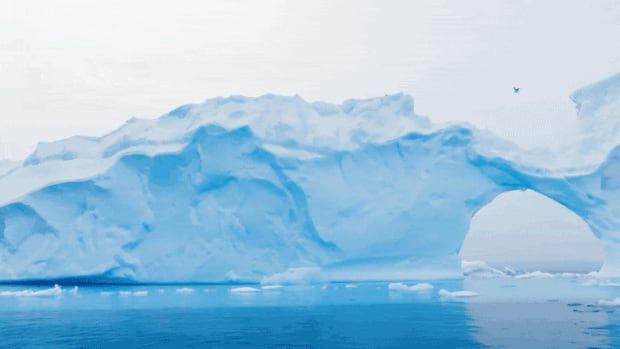 A seabird flies past an iceberg arch floating in a blue sea