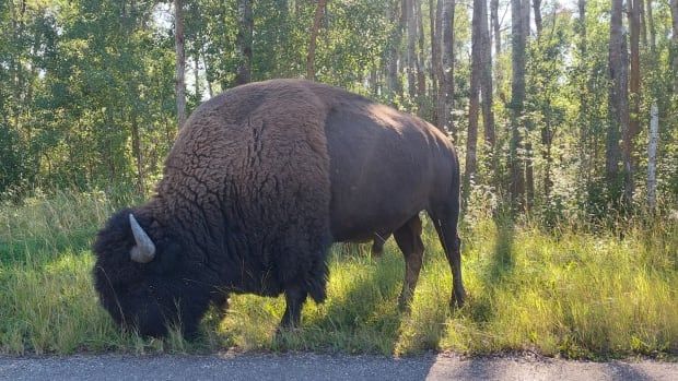 A large brown bison is eating grass on the side of the road, in front a forest.