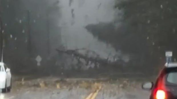 Trees fall down across a highway. 