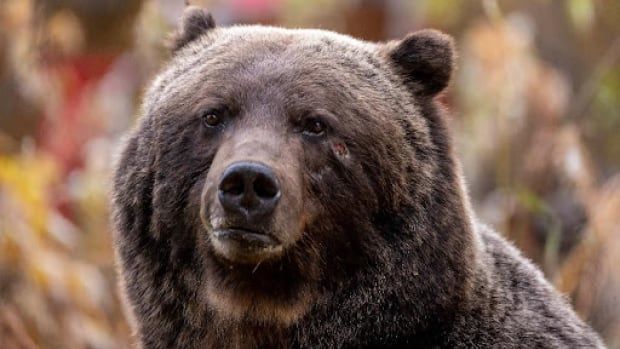 A large bear with brown fur