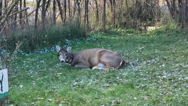 A deer is seen laying in a yard. There is a metal wiry object stuck around its head.