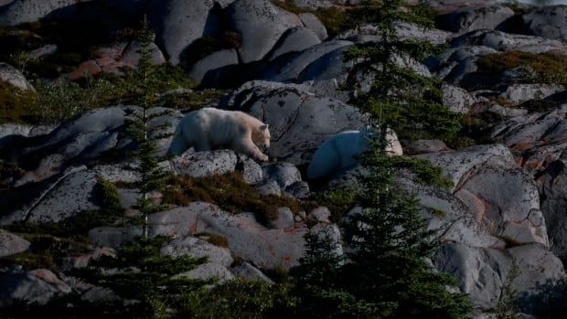 A polar bear walks along rocky ground.