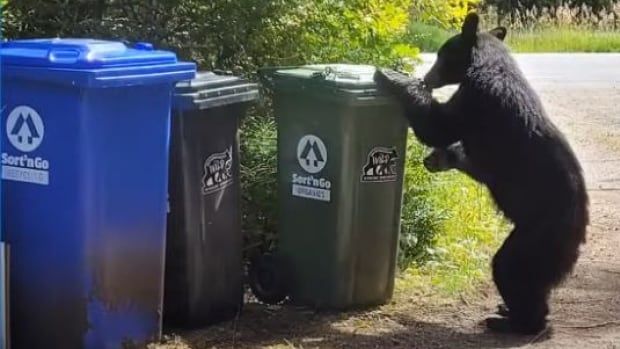 Bear trying to open a garbage can lid.