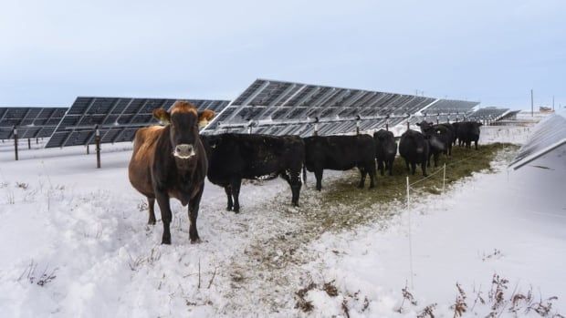 Cattle are pictured with solar panels in the background and snow on the ground.