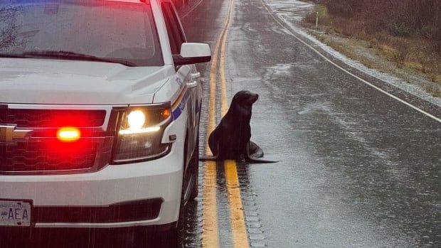 A sea lion sits calmly on the side of a highway with a police car beside it.