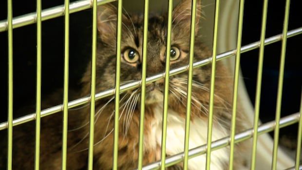 A cat stares at the camera from behind a cage at a shelter