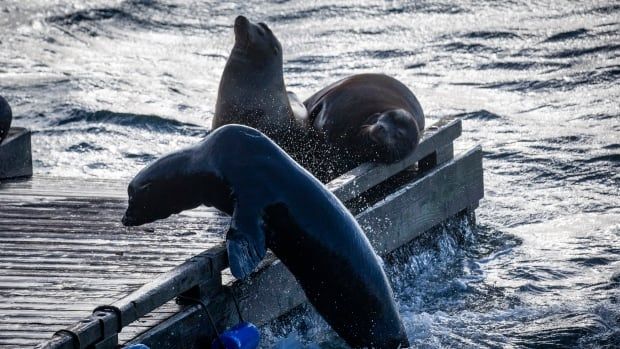 Sea lions  on a floating dock on Bowen Island, B.C.