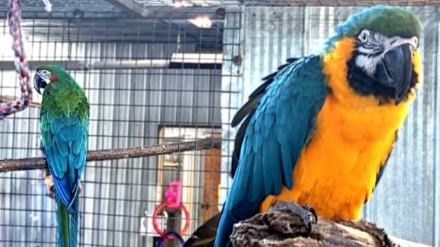 A parrot with yellow and blue feathers sits on a branch and another one gives its back to it on another branch. 