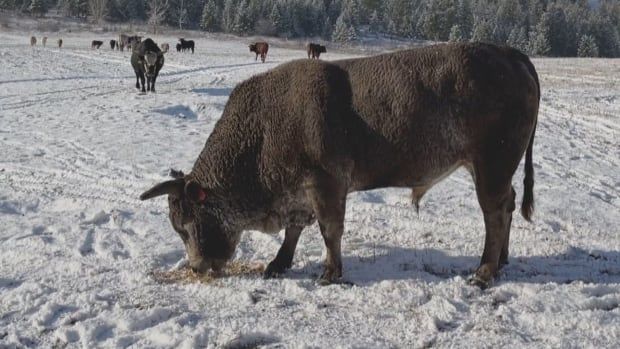 A bull grazing in a snowy field.