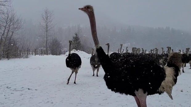 A herd of ostriches is seen in a snowy field.