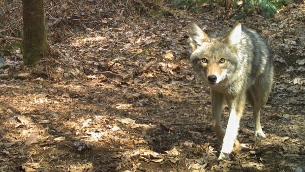 A wary coyote looks into the camera as it prowls through brown fall underbrush