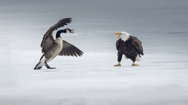 A Canada goose and a bald eagle get ready to battle. 