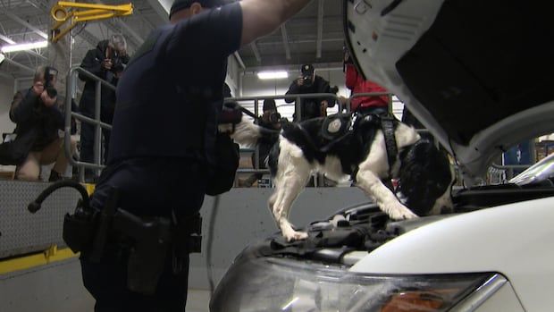 A dog sniffes the engine compartment of a car in a garage with a border ageng standing by and people taking photos around