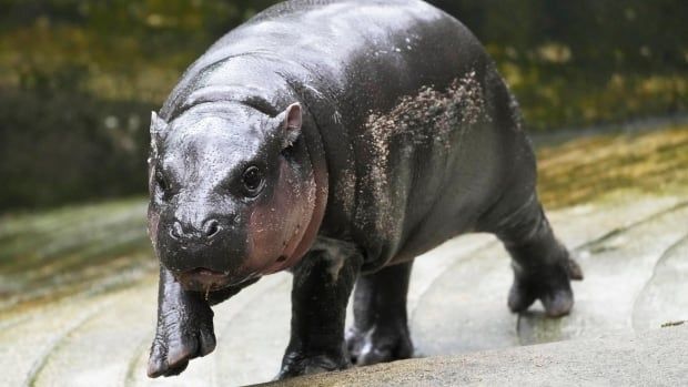 A tiny hippo