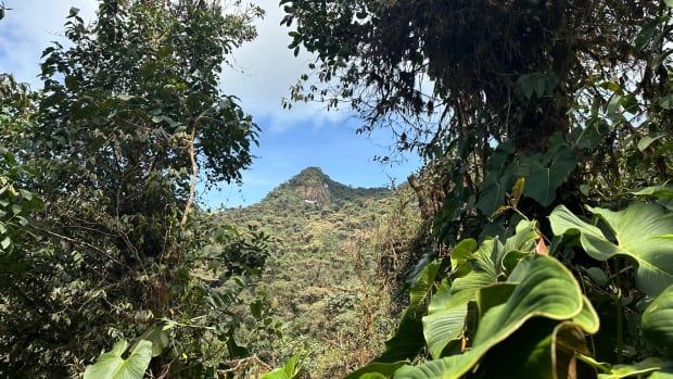 A lush forest, with big green leaves and tall trees in the foreground, and tall mountainscapes on the horizon.