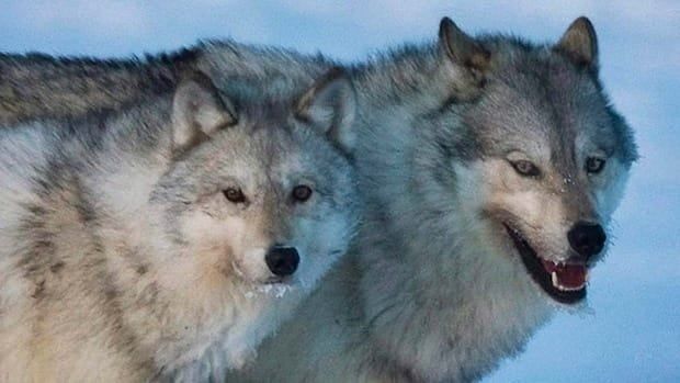 Two wolves look toward the camera on a snowy landscape