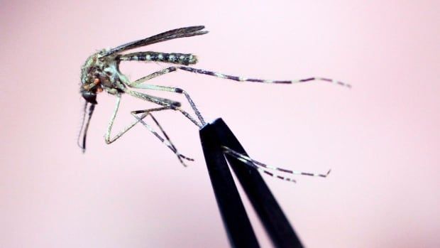  In this Wednesday, Sept. 8,  2010 photo, a Cattail mosquito is held up for inspection at the Maine Medical Center Research Institute in South Portland, Maine. Cattail mosquitos can transmit Eastern equine encephalitis and West Nile virus to humans.