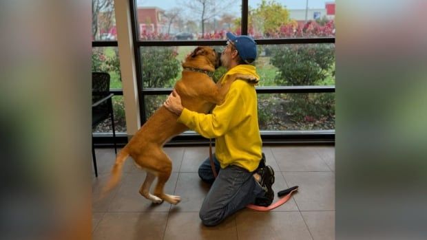 A man hugs a large dog while kneeling down and giving it a kiss on the face.