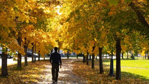 A man walks down a tree-lined pathway of mostly yellow leaves in Montreal in October 2024.