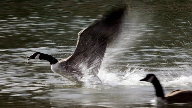 A Canada goose takes off from a pond.