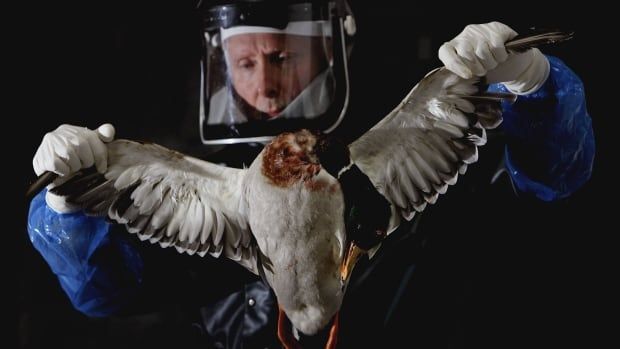 A veterinary manager inspects a dead Mallard duck at a lab in Scotland. Laboratories are testing dead birds after a swan was found with the H5N1 avian flu virus in a nearby village.