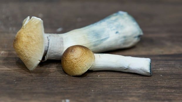 Mushrooms for patient use are shown on a wooden table at a psilocybin service centre.