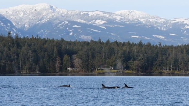 Three Bigg's killer whales, also known as transient killer whales, swimming in the Salish Sea, near Hornby Island, B.C.