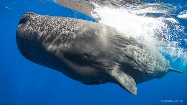 A sperm whale under water. 