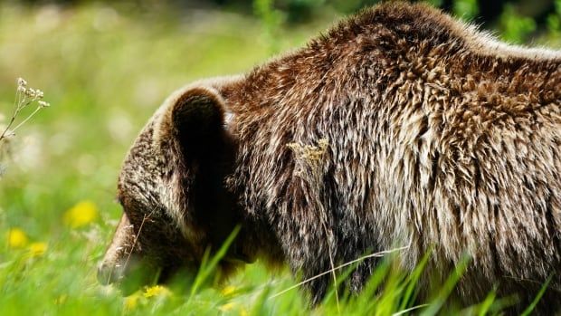 A grizzly bear is pictured in a dandelion field in Peter Lougheed Provincial Park on June 15, 2021.  