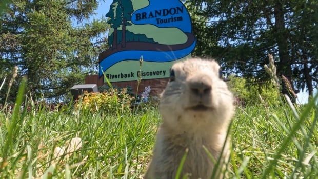 A gopher looks at a camera.