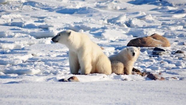 A mother polar bear and her cub sit on the snow.