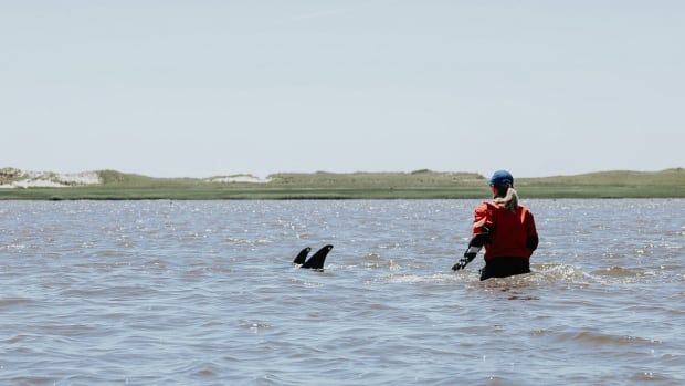 A rescuer approaches a dolphin in the water