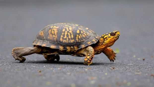 turtle crossing a road