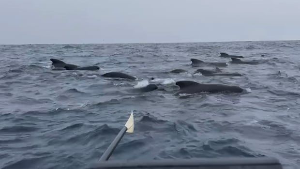 An oar hovers above ocean water pointing toward a group of whales. 