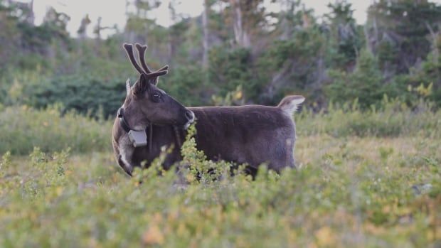 Tonquin herd caribou with a radio collar