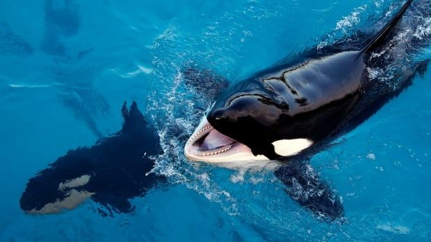 Two orcas swim next to each other, one with its mouth wide open.