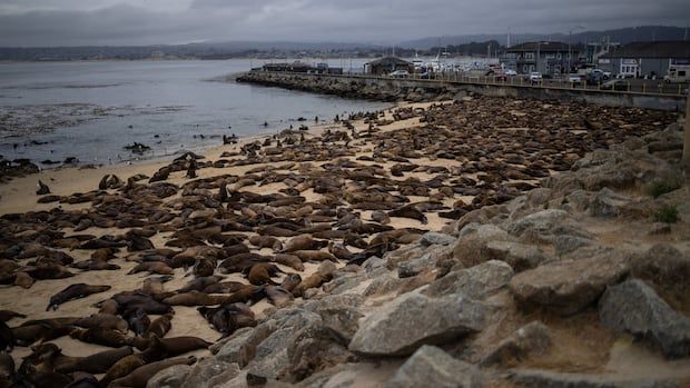 A beach covered in sea lions.