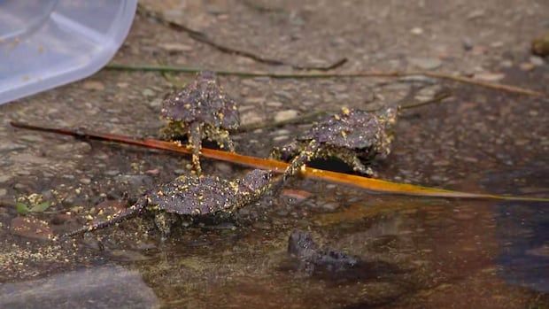 Four baby snapping turtles seen walking into the water at Oka provincial park.