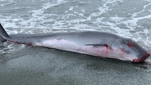 A grey-coloured whale that's about three metres in length. It's head is square shaped.