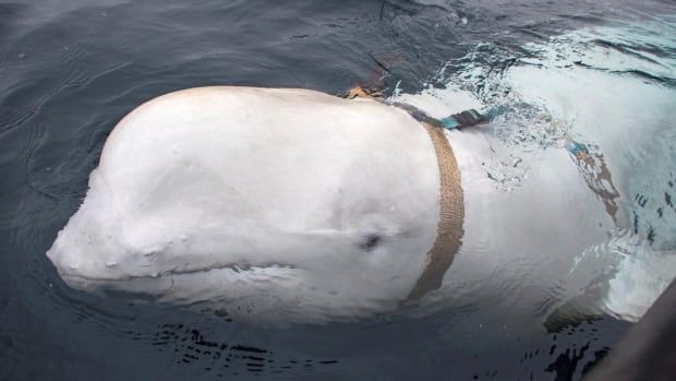 A beluga whale is seen in the photo. It has what looks like a brown strap around its neck. 