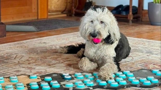 A black and white dog with long wavy fur lays on a rug in front of dozens of buttons.