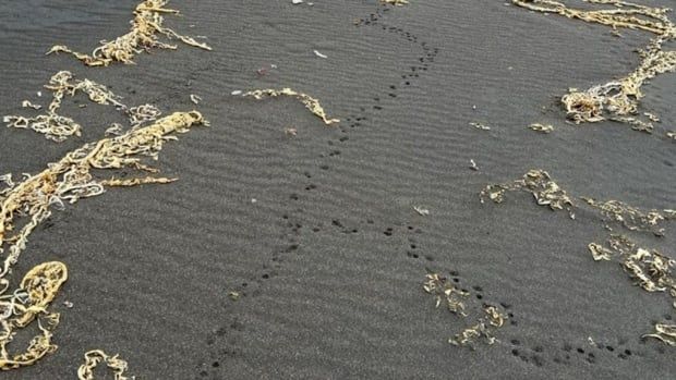 Rat tracks on a sandy beach 