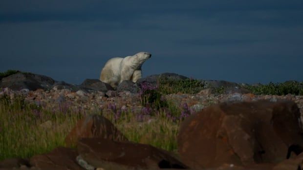 A polar bear is seen on rocks in the distance.