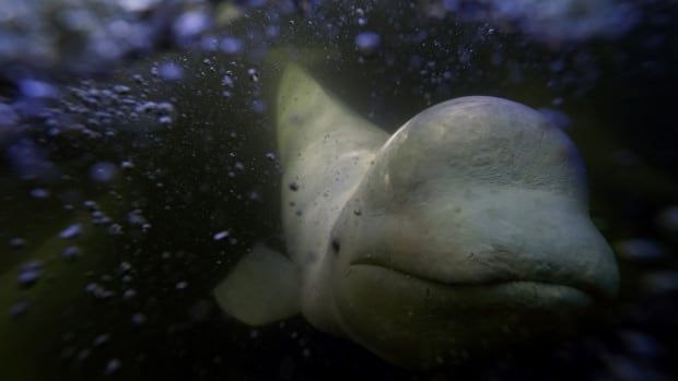 Close up of the face of a beluga whale under water.