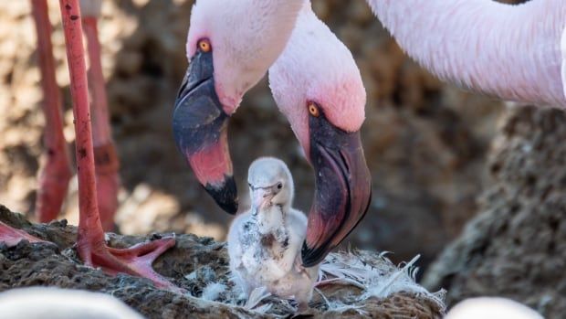 Two pink flamingos crane their intertwined necks towards a fuzzy little gray baby bird sitting in a nest.