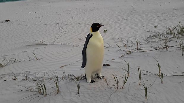 A penguin stands alone on a beach.