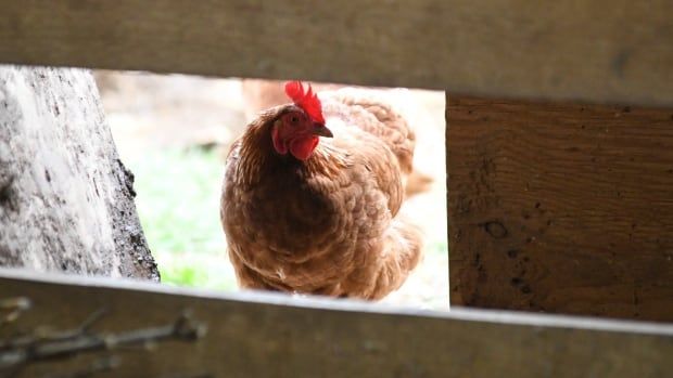 A chicken looks between two wooden slats into a barn. 