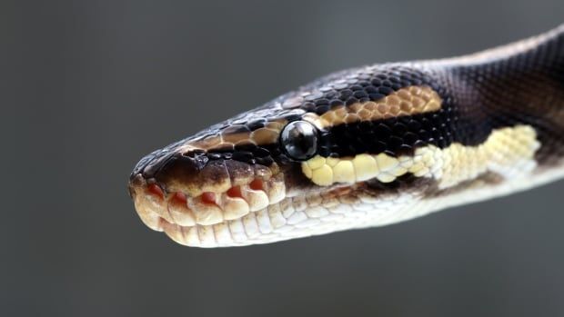 Close up of a snake's head. It's yellowish with black spots.