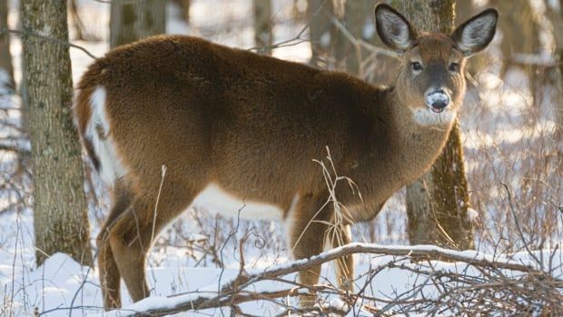 A deer is pictured looking to its side on a snowy day.